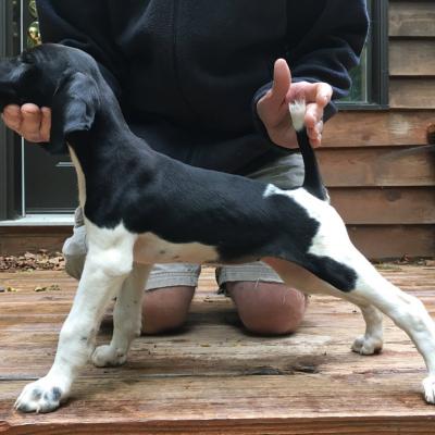 Gabby Bab's Von Seiger Boss