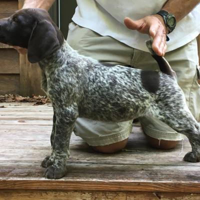 Puppy Pic. Liver And White Spotted And Ticked