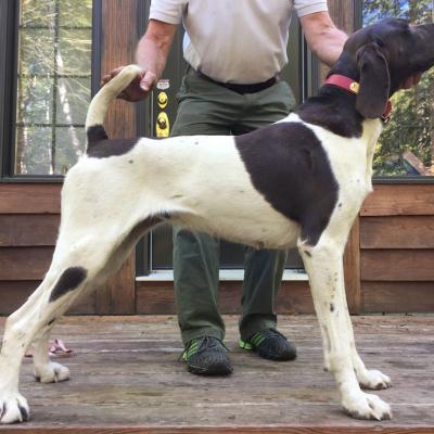 Abbey Babs Von Seiger Bos