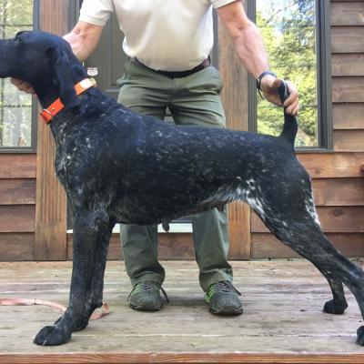 Conca Vom Klepelshagener Forst