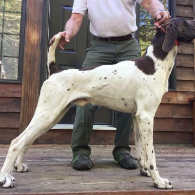 Remi Babs Von Seiger Boss Male